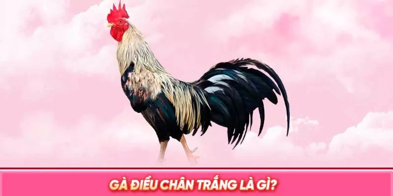 Gà Điều Chân Trắng